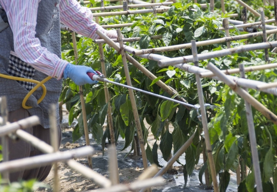 1. 樹木の品種に合わせた対応