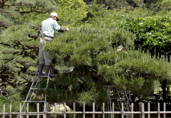 1. 経験豊富なスタッフによる丁寧な剪定