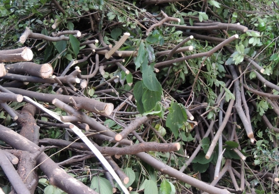 2. 庭木不要の場合は撤去いたします